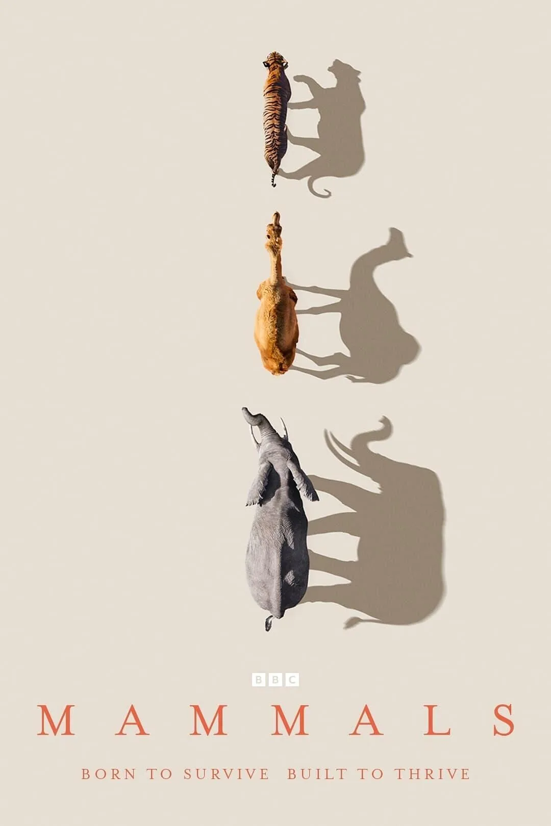 Mammals Cast, OTT, Budget, Box Office, And More
