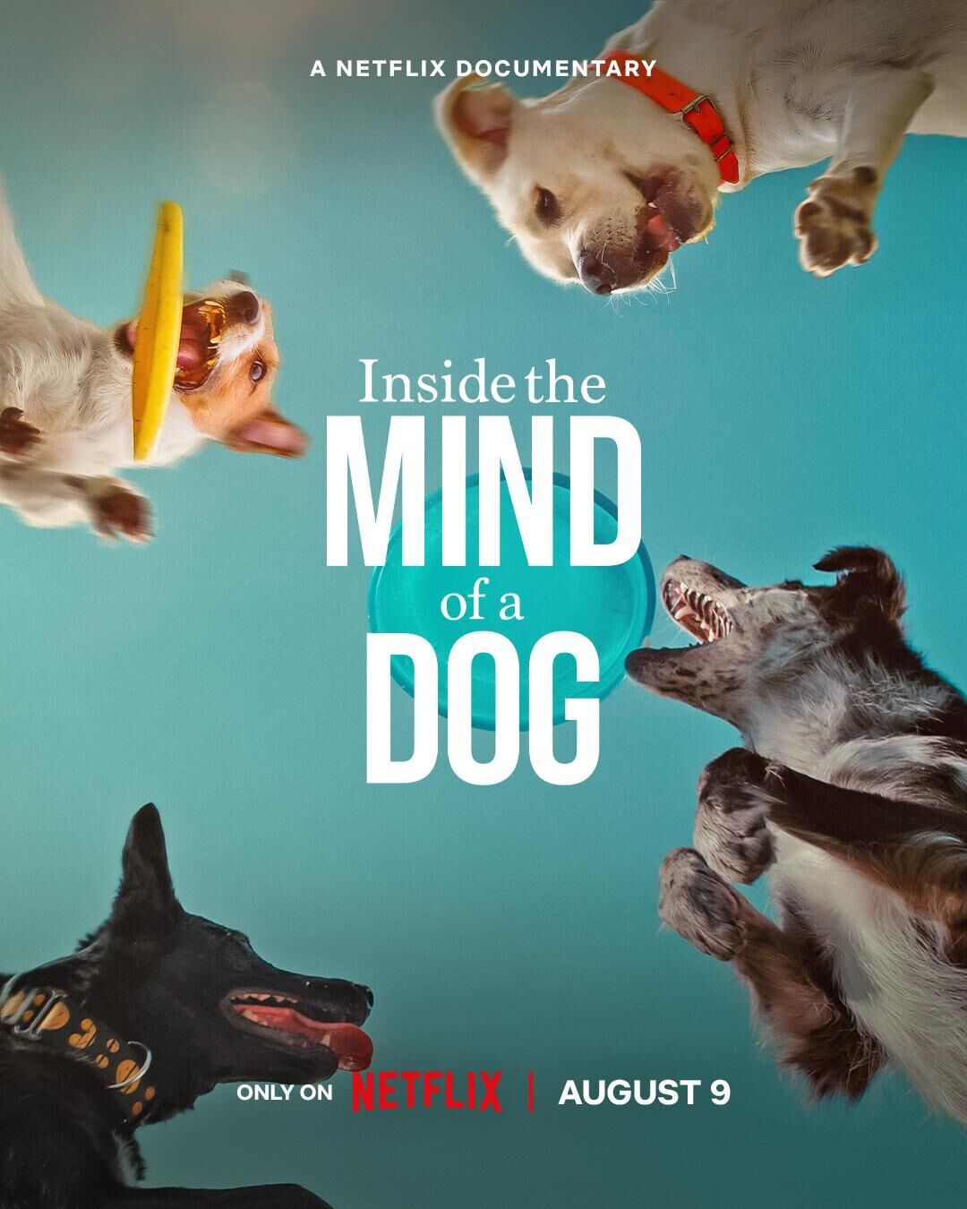 Inside the Mind of a Dog Cast, OTT, Budget, Box Office, And More