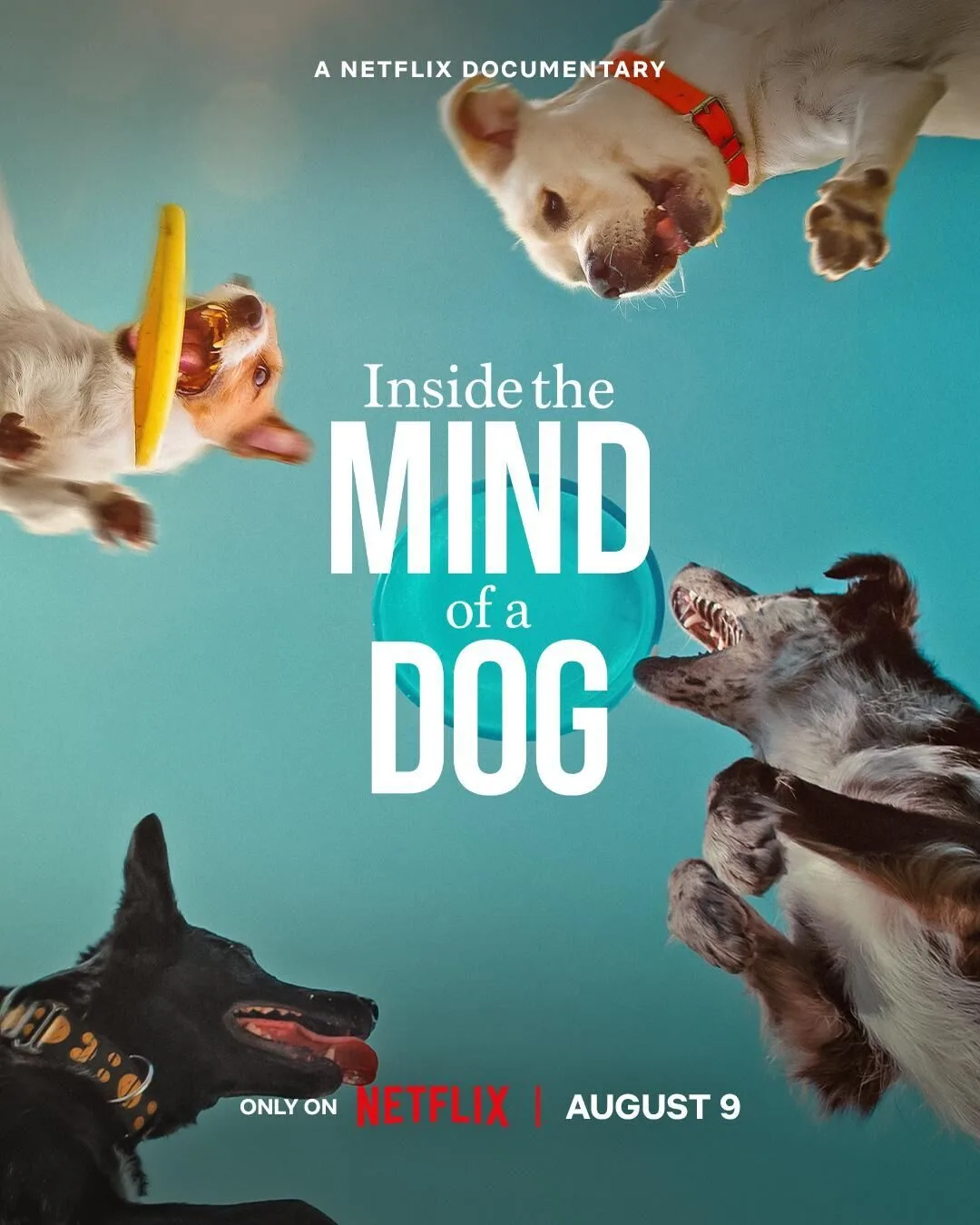 Inside the Mind of a Dog Cast, OTT, Budget, Box Office, And More