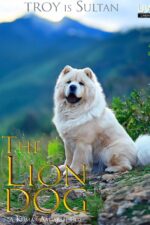 The Lion Dog 2024 Movie Cast, OTT, Budget, Box Office, And More